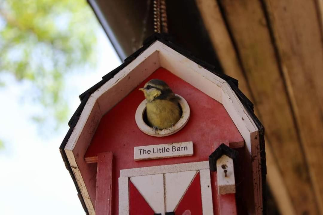 Namelis Nr 1 Adeles Sodyba Sturmai Eksteriør bilde